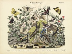 Motyle, ok.1860 autorstwa German School